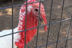 White Turkey