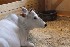 Zebu