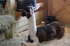 Alpaca