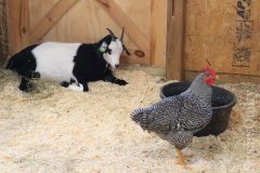 Barnyard Friends