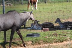 Grazers