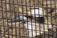 Kookaburra