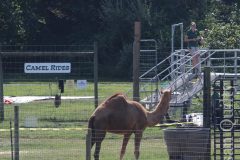 Rides for Camels?