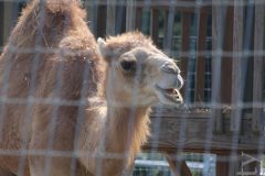 Camel