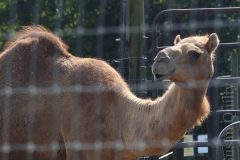 Camel