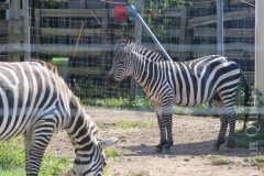 Zebras