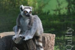 Lemur