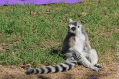 Lemur