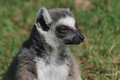 Lemur