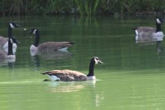 Geese