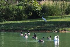 Feathered Friends