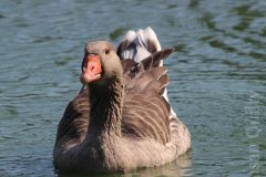 Goose