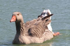 Goose