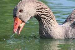 Feeding Goose