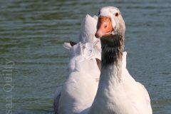 Goose