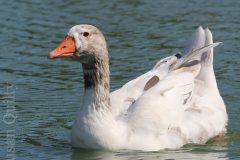 Goose